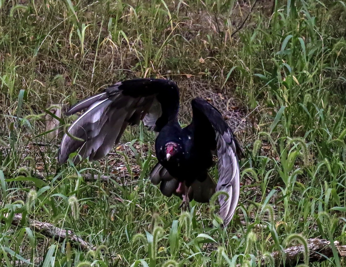 Turkey Vulture - ML623633601