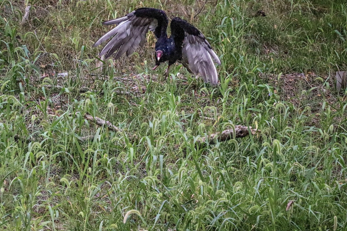 Turkey Vulture - ML623633602