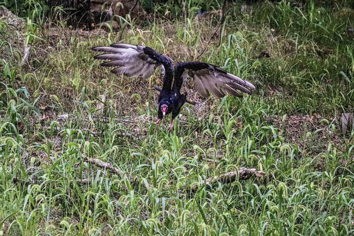 Turkey Vulture - ML623633603