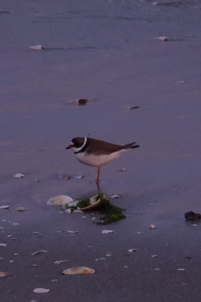 Semipalmated Plover - Larry Gaugler