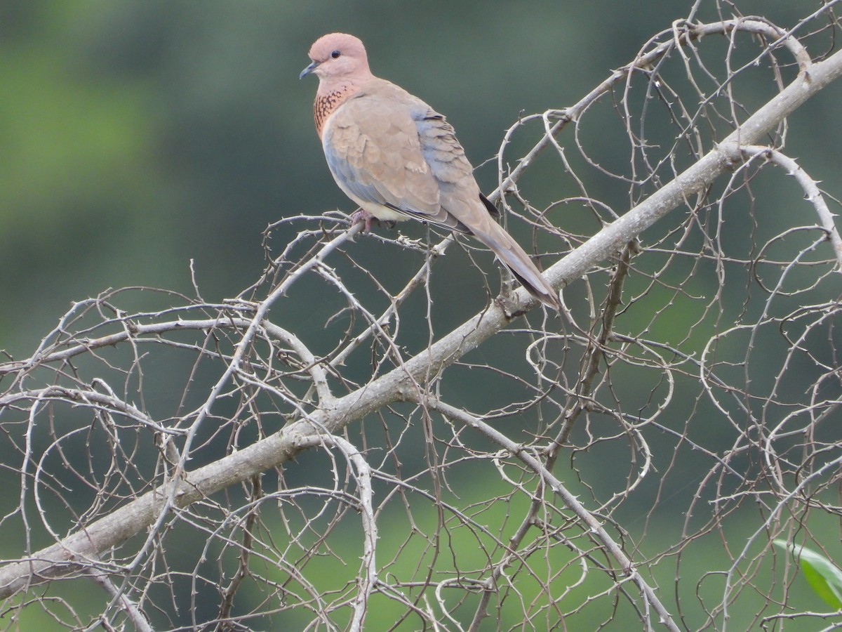 Laughing Dove - ML623633701