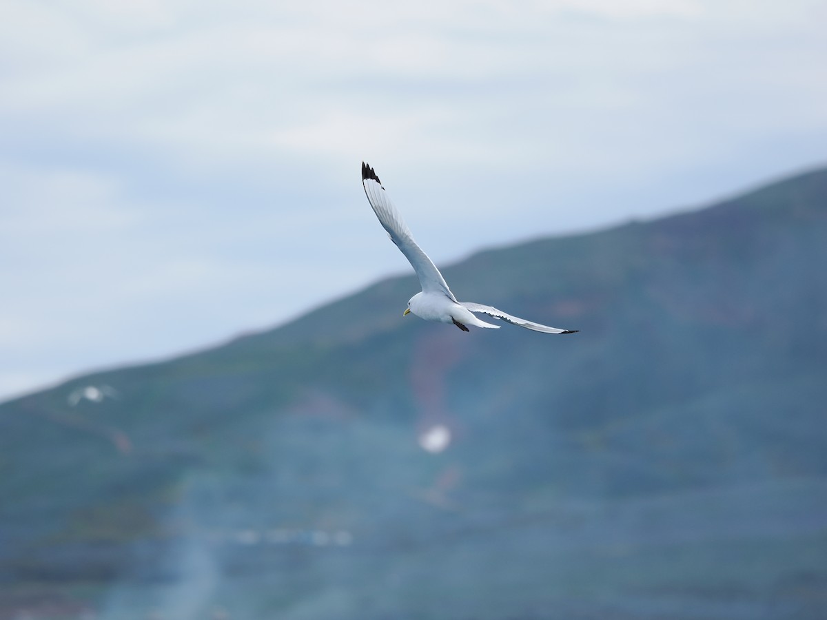 Black-legged Kittiwake (tridactyla) - Ira Blau