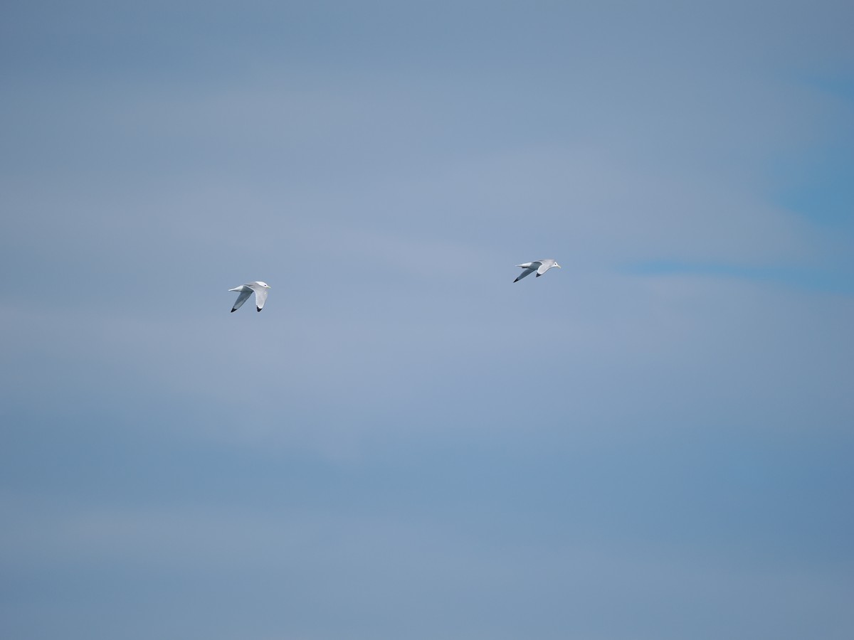 Black-legged Kittiwake (tridactyla) - Ira Blau