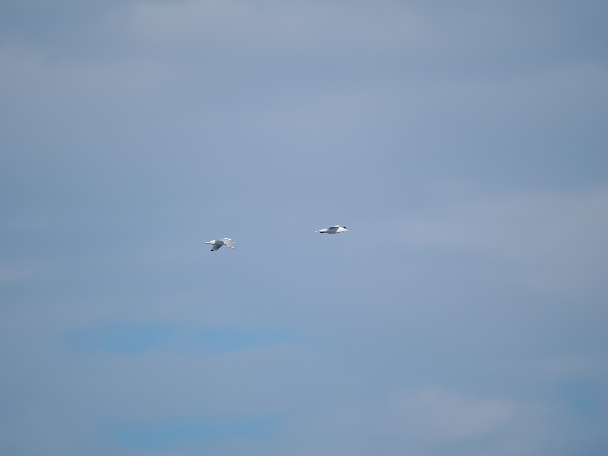 Black-legged Kittiwake (tridactyla) - Ira Blau