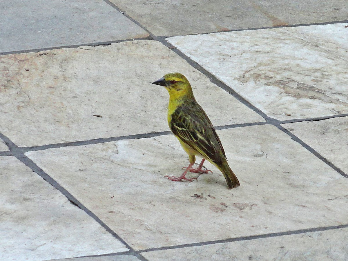 Yellow-fronted Canary - ML623633763