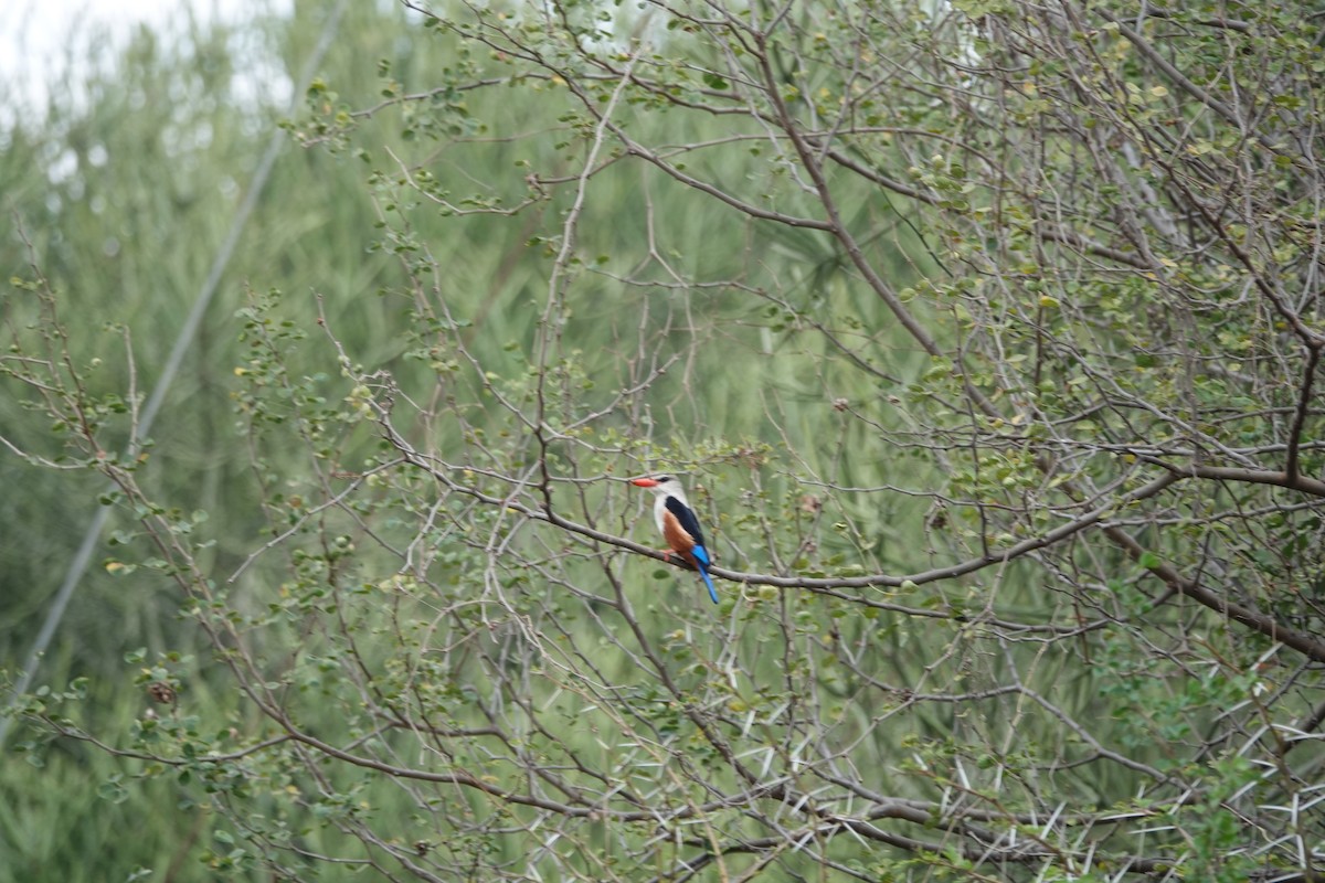 Gray-headed Kingfisher - ML623633794