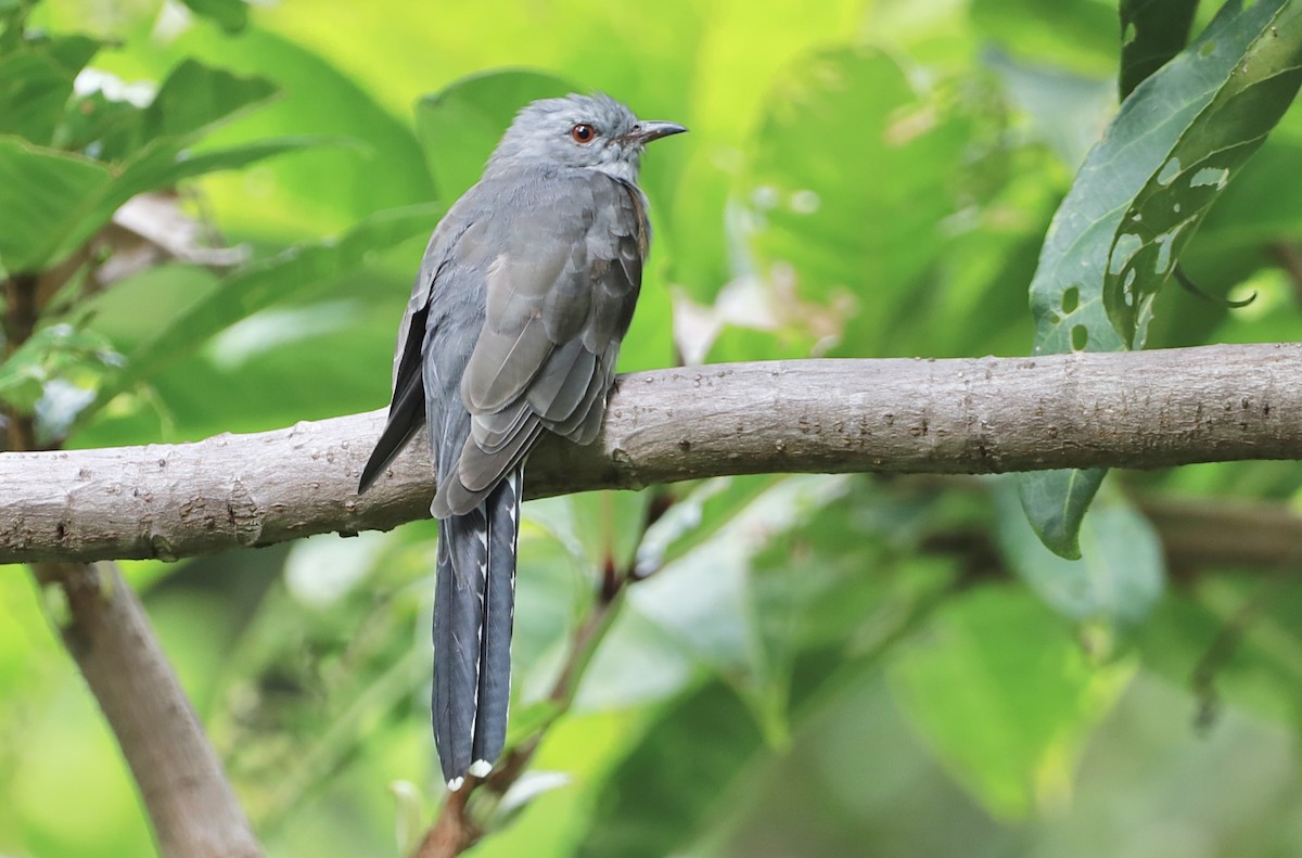 Plaintive Cuckoo - Peeramon Ngarmtipanont