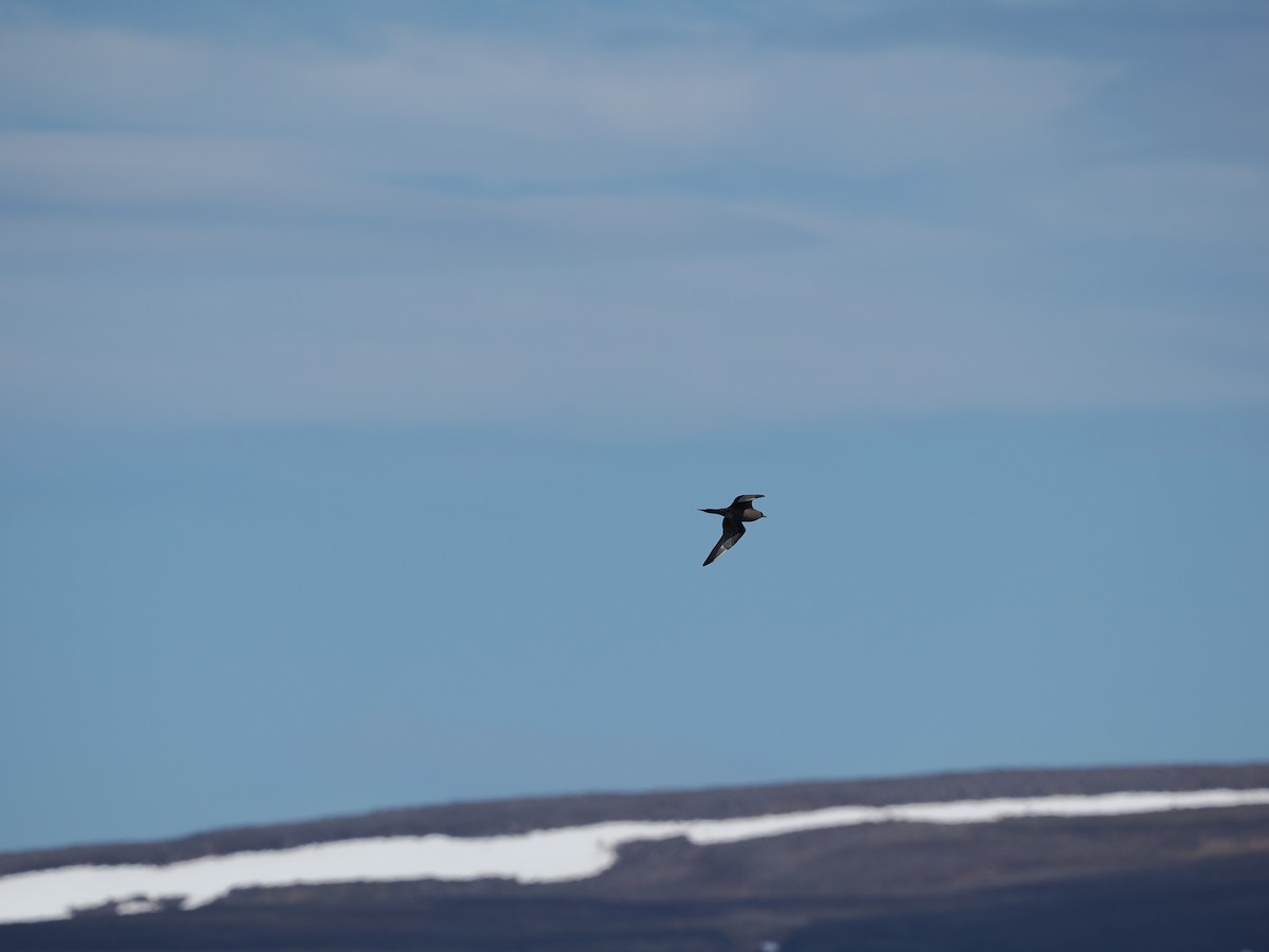 Parasitic Jaeger - Ira Blau