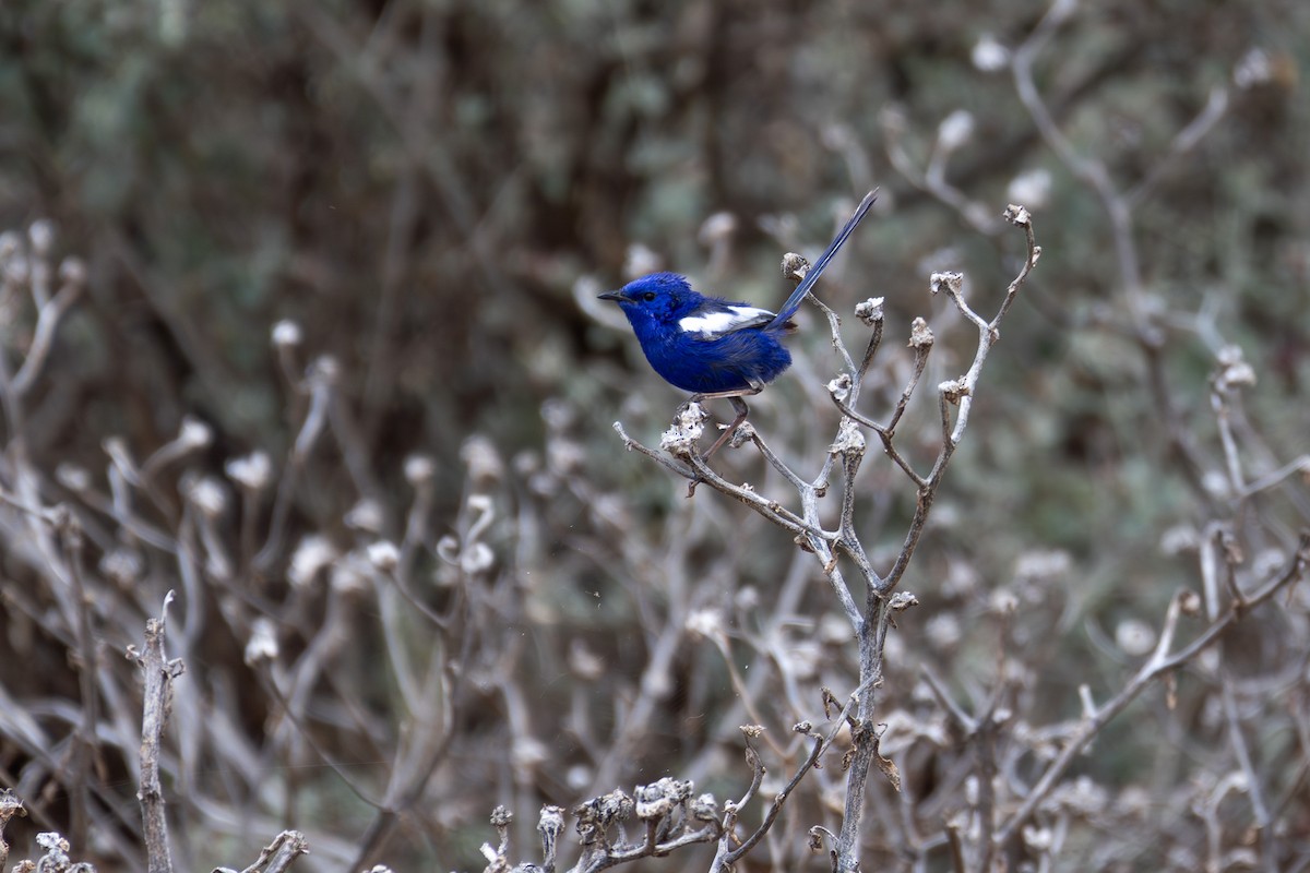 White-winged Fairywren - ML623633861