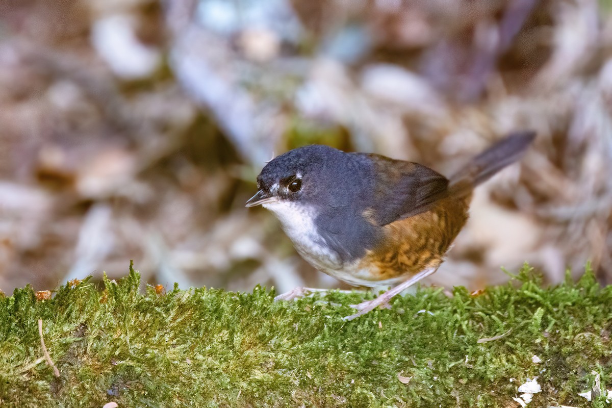 White-breasted Tapaculo - ML623633877