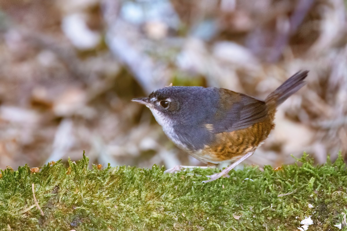 White-breasted Tapaculo - ML623633878