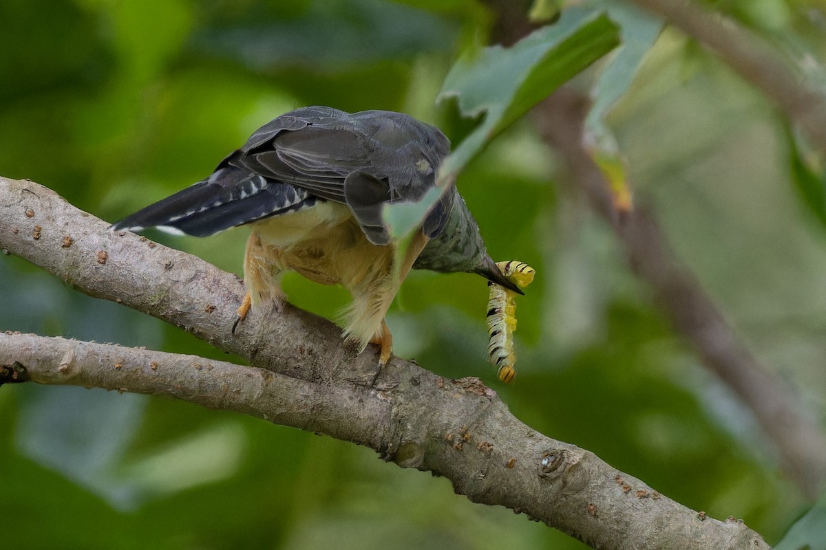 Plaintive Cuckoo - ML623633893