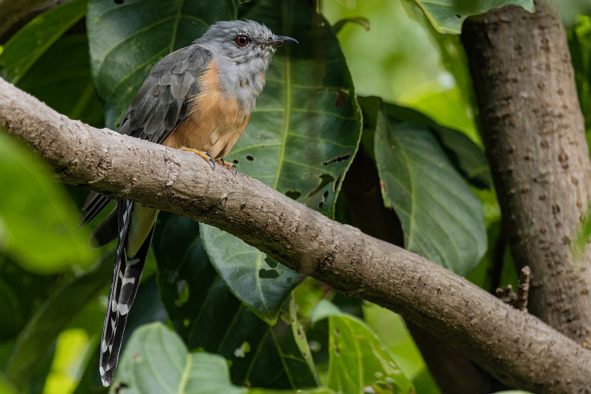 Plaintive Cuckoo - Muangpai Suetrong