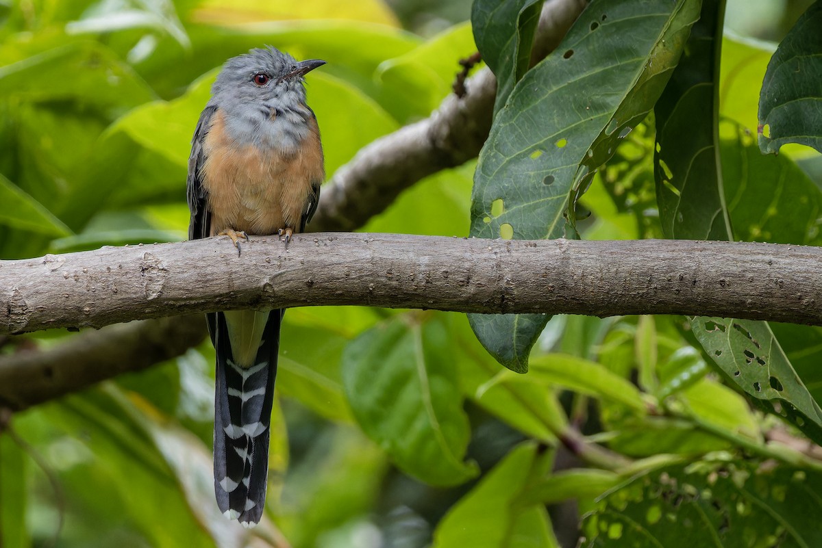 Plaintive Cuckoo - ML623633895