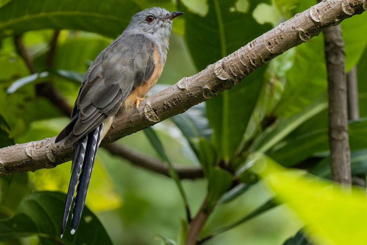 Plaintive Cuckoo - ML623633897