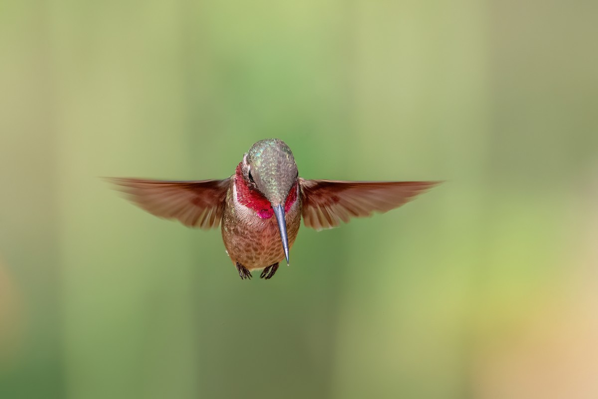 Colibrí Amatista - ML623633898