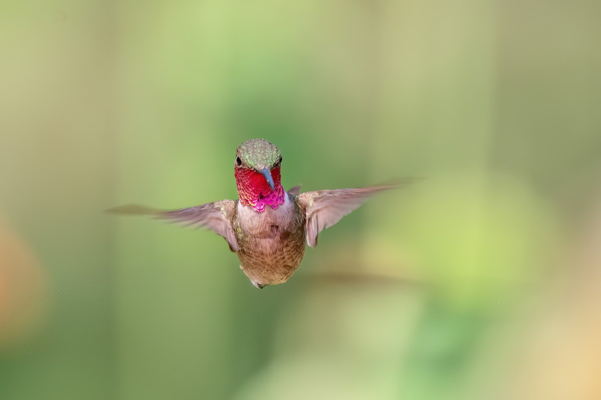 Amethyst Woodstar - Marcos Eugênio Birding Guide