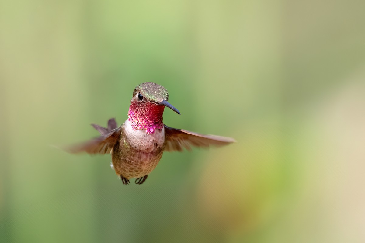 Colibrí Amatista - ML623633900