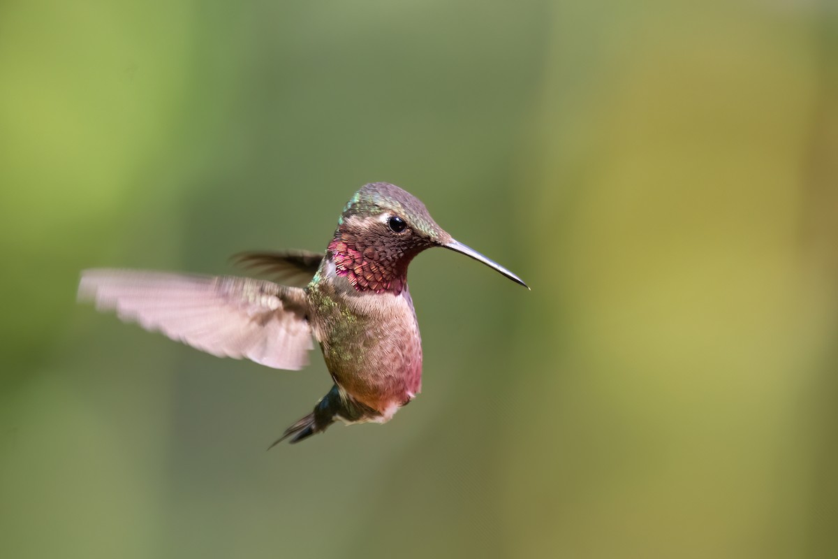 Colibrí Amatista - ML623633901