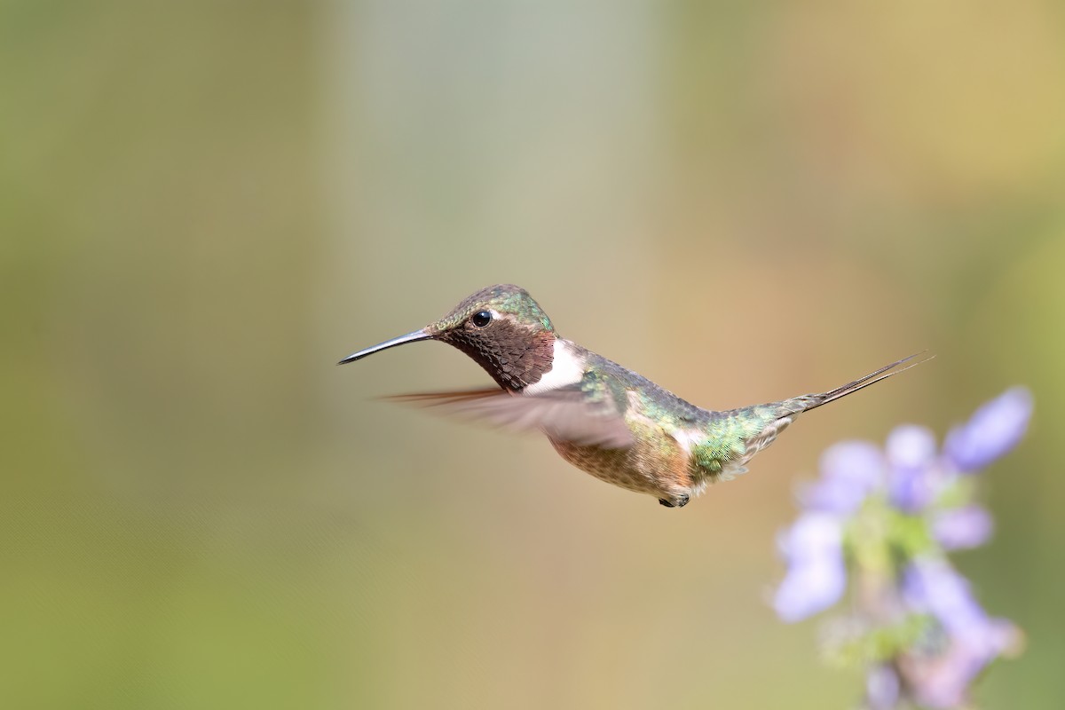 Colibrí Amatista - ML623633902