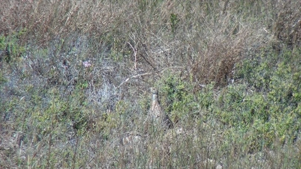 Gray-winged Francolin - ML623633934