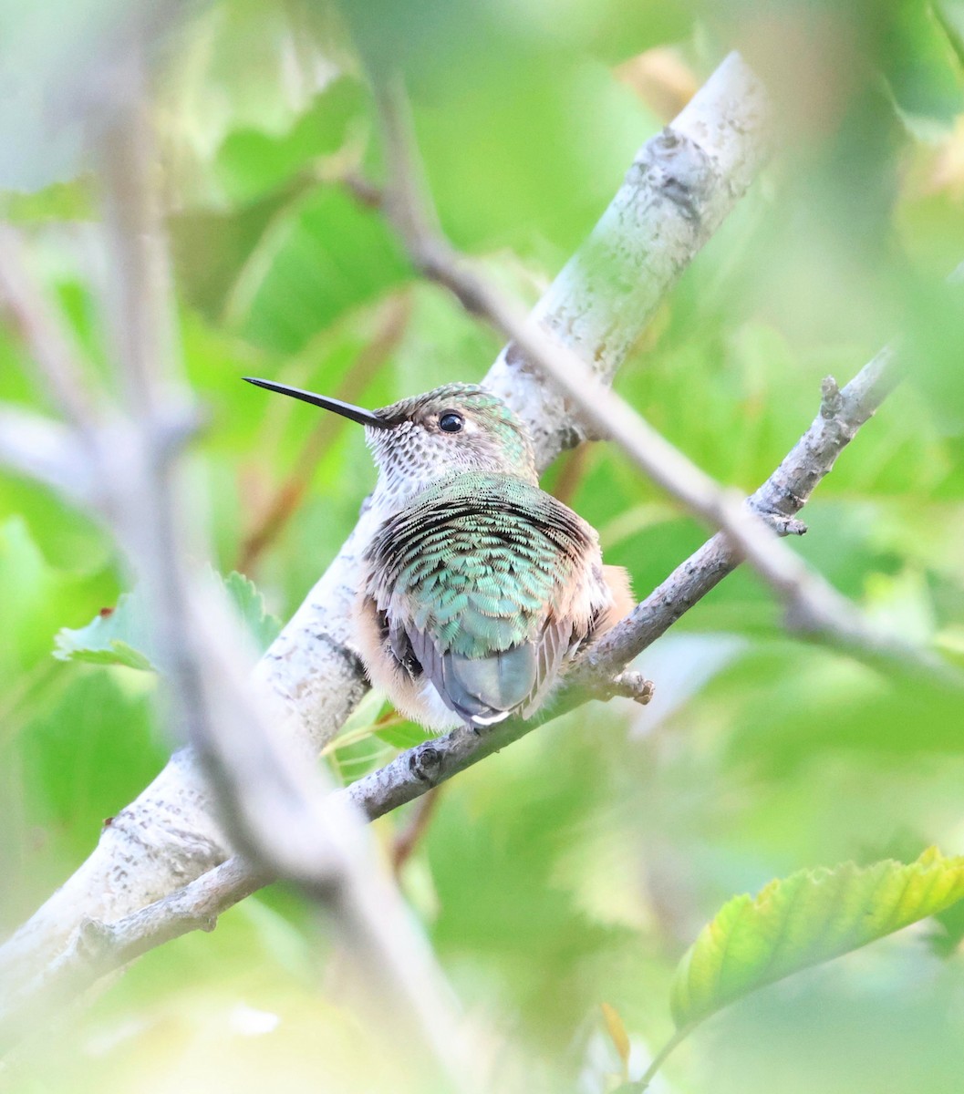 Broad-tailed Hummingbird - ML623633952