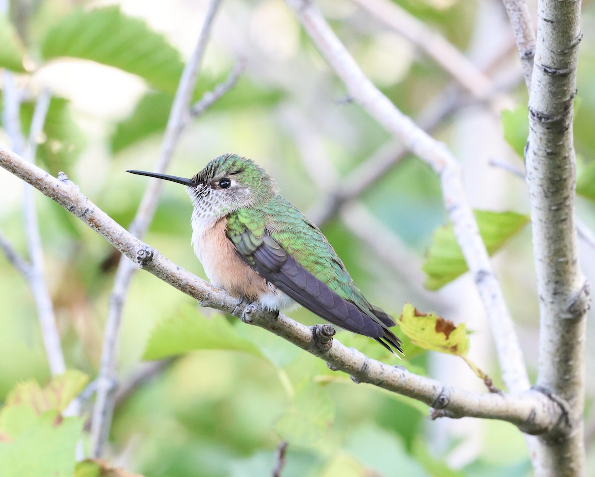 Broad-tailed Hummingbird - Andrew Gaerte