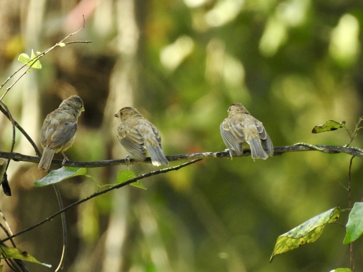 Indigo Bunting - ML623634009