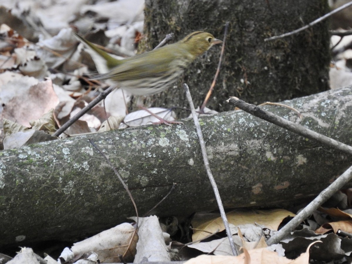 Ovenbird - ML623634052