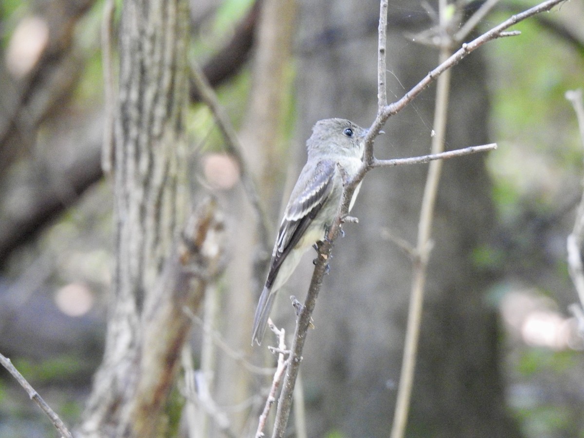 Eastern Wood-Pewee - ML623634056