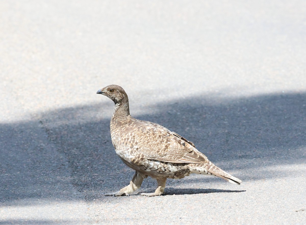 Dusky Grouse - ML623634070