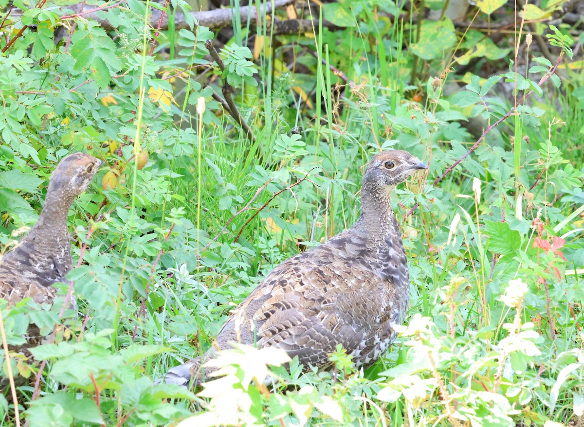 Dusky Grouse - ML623634071