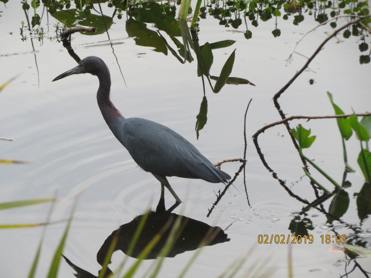 Little Blue Heron - ML623634084