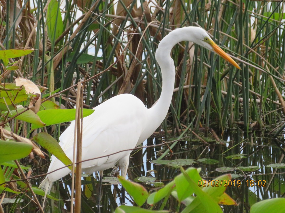 Great Egret - ML623634085