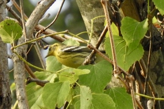 Blackburnian Warbler - Ariel Dunham