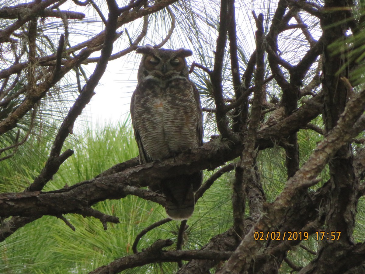 Great Horned Owl - ML623634114