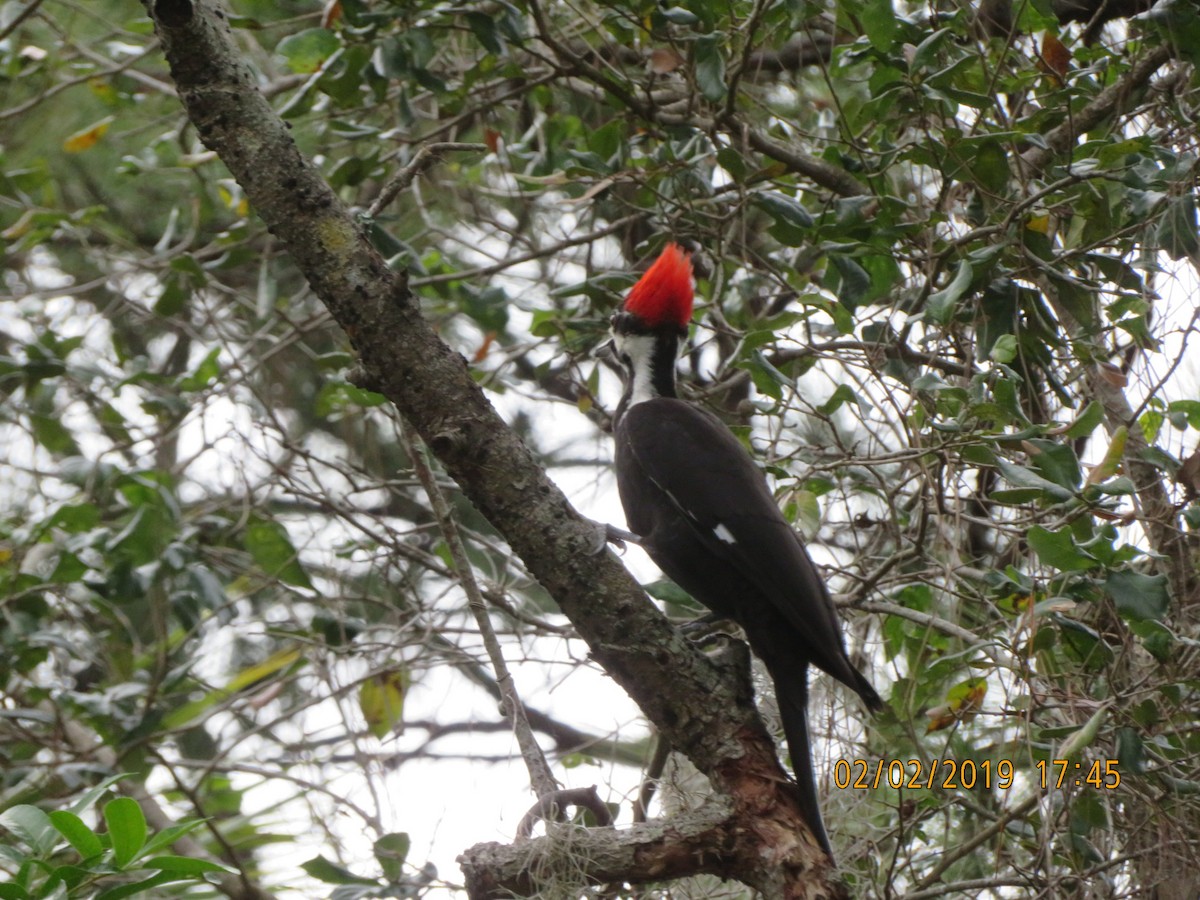 Pileated Woodpecker - ML623634116