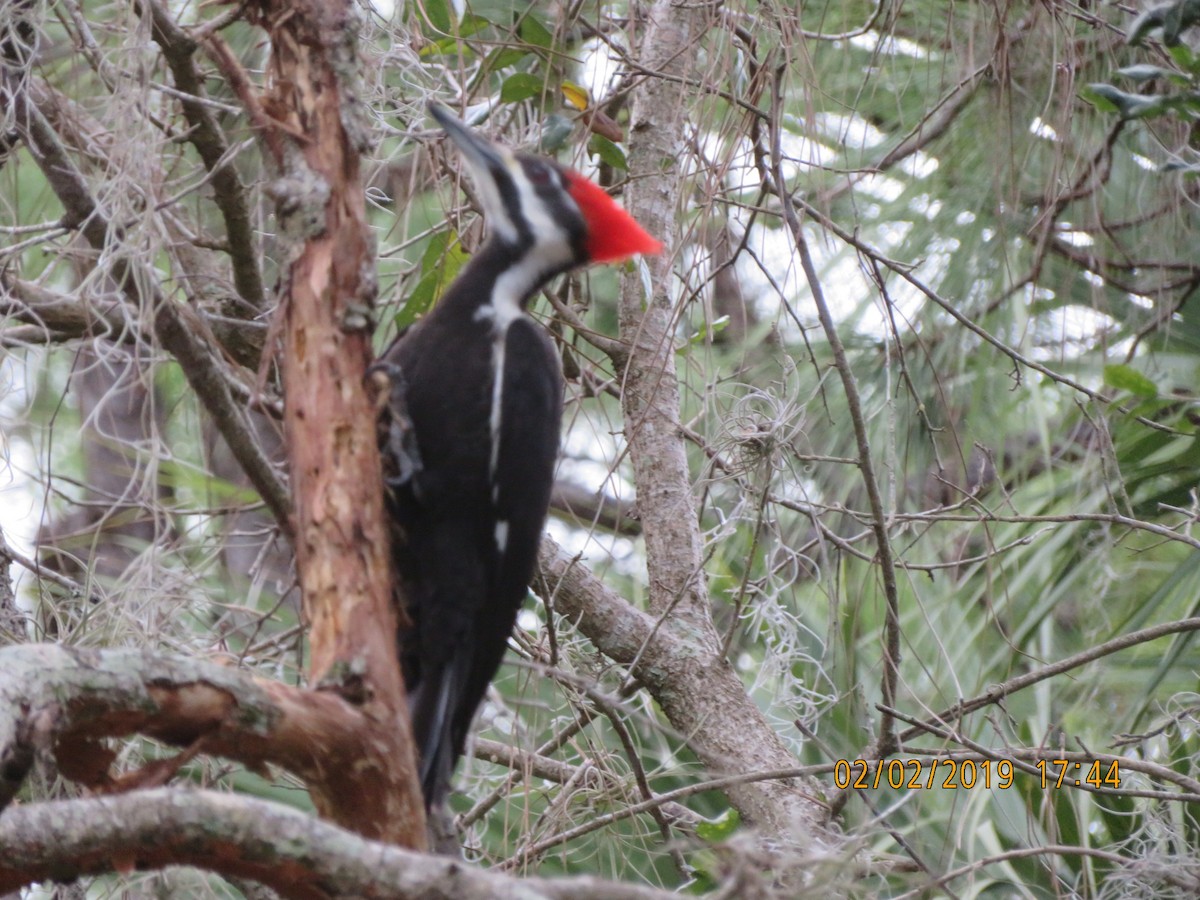 Pileated Woodpecker - ML623634118