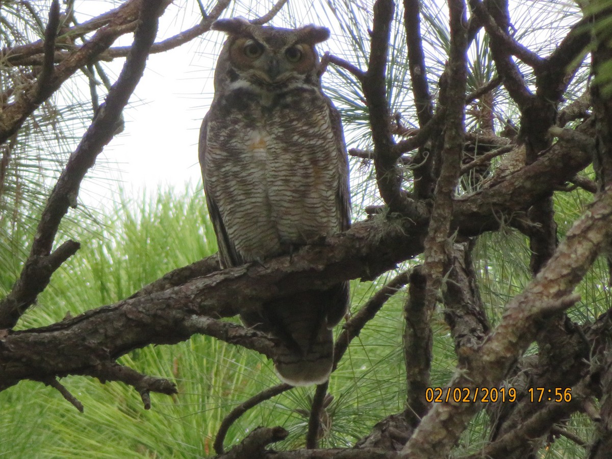 Great Horned Owl - ML623634119