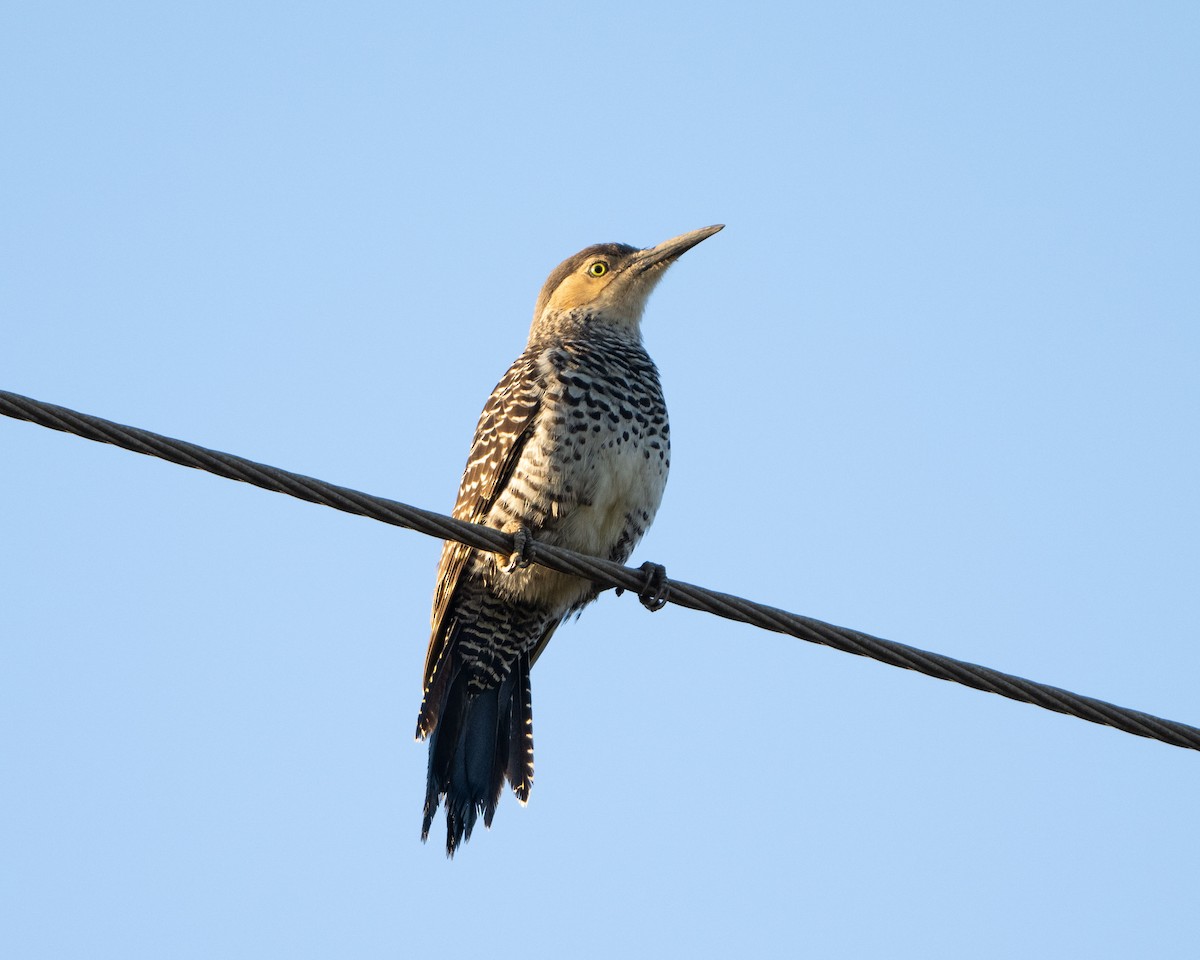 Chilean Flicker - ML623634126