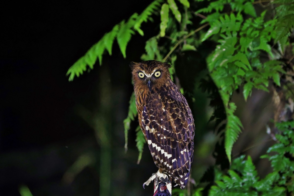 Buffy Fish-Owl - ML623634135