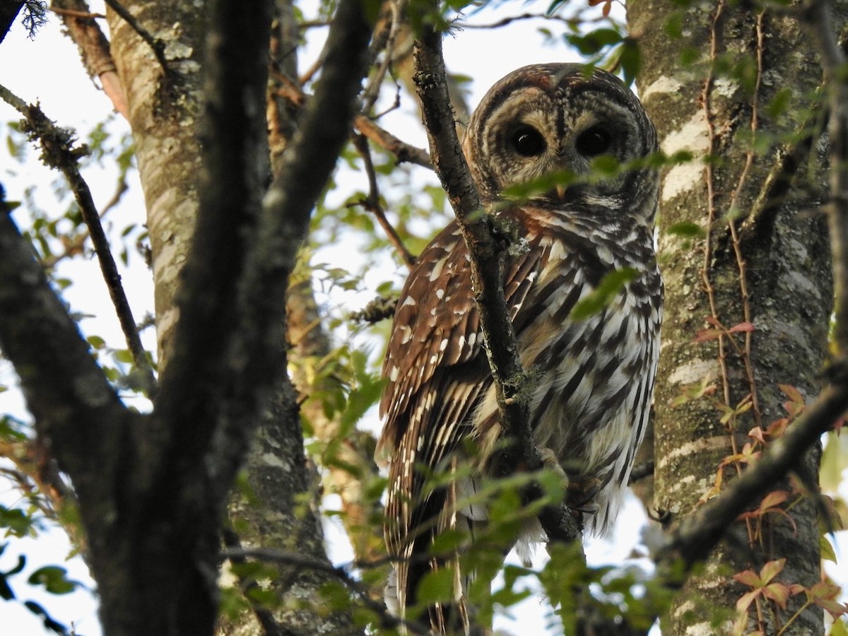 Barred Owl - Ariel Dunham