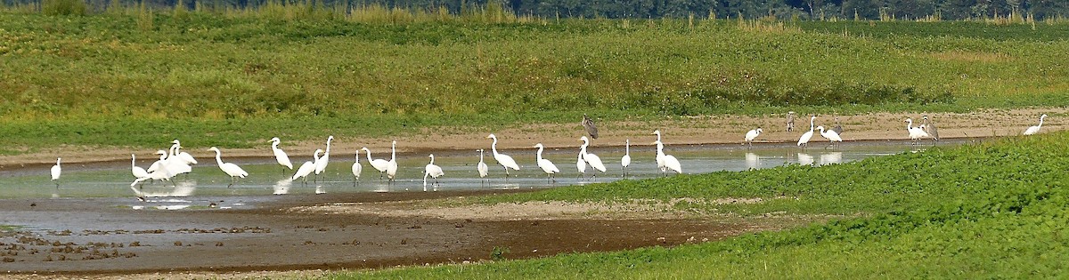 Great Egret - ML623634161