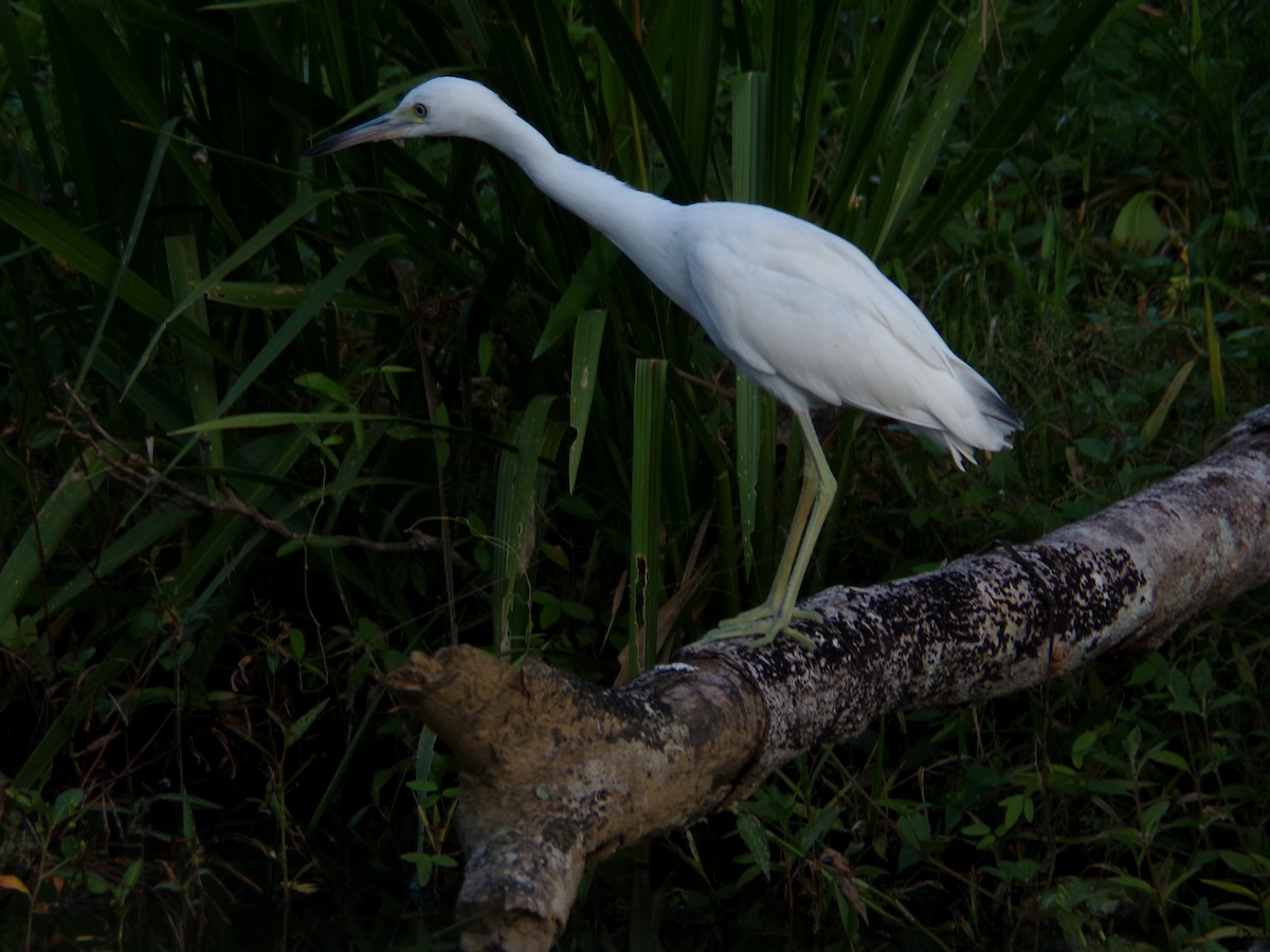 Little Blue Heron - ML623634163