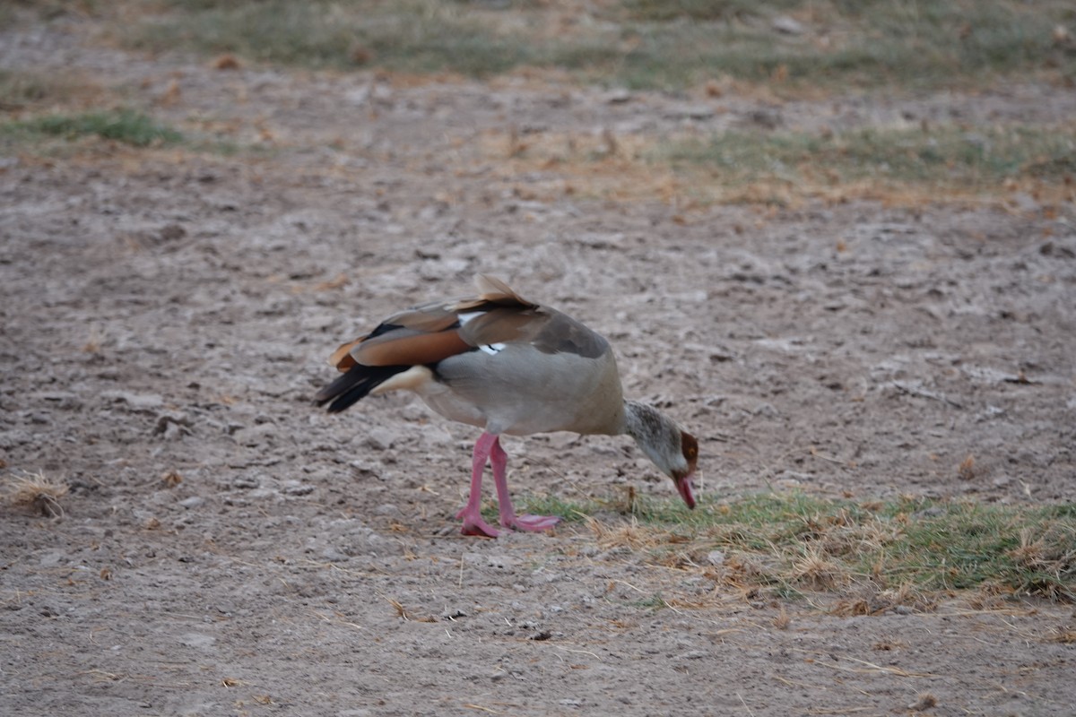 Egyptian Goose - ML623634169