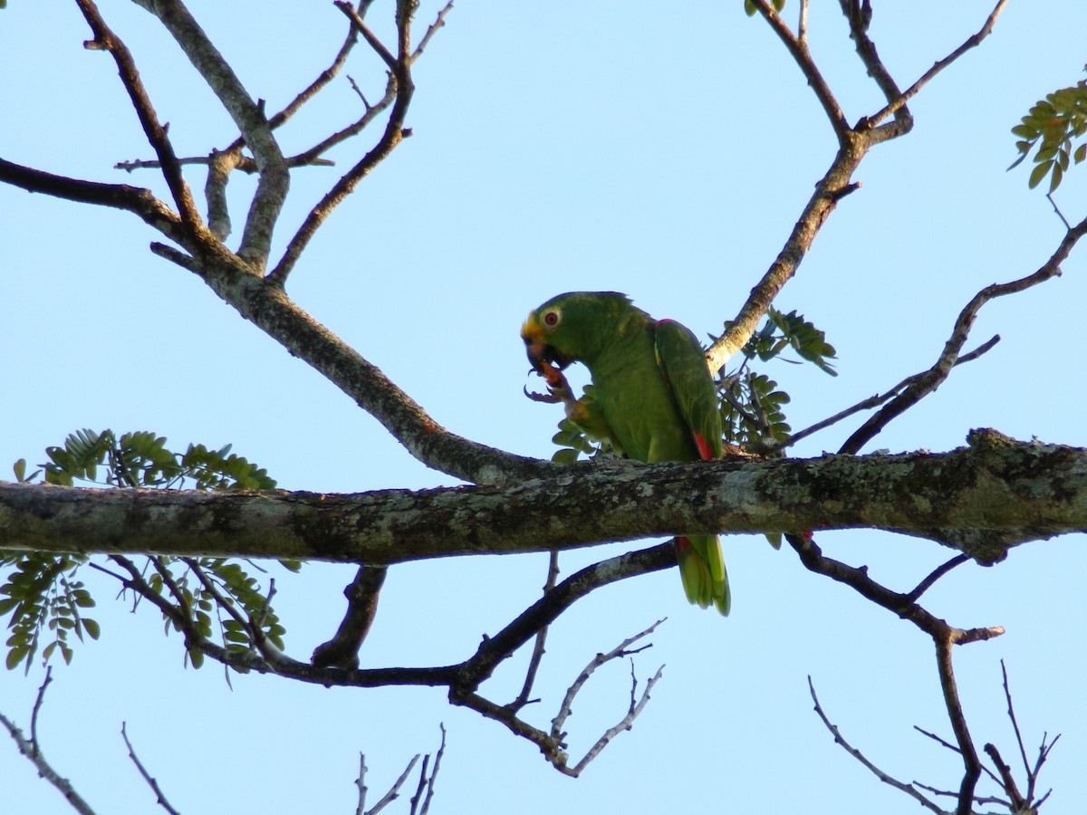 Yellow-crowned Parrot - ML623634175