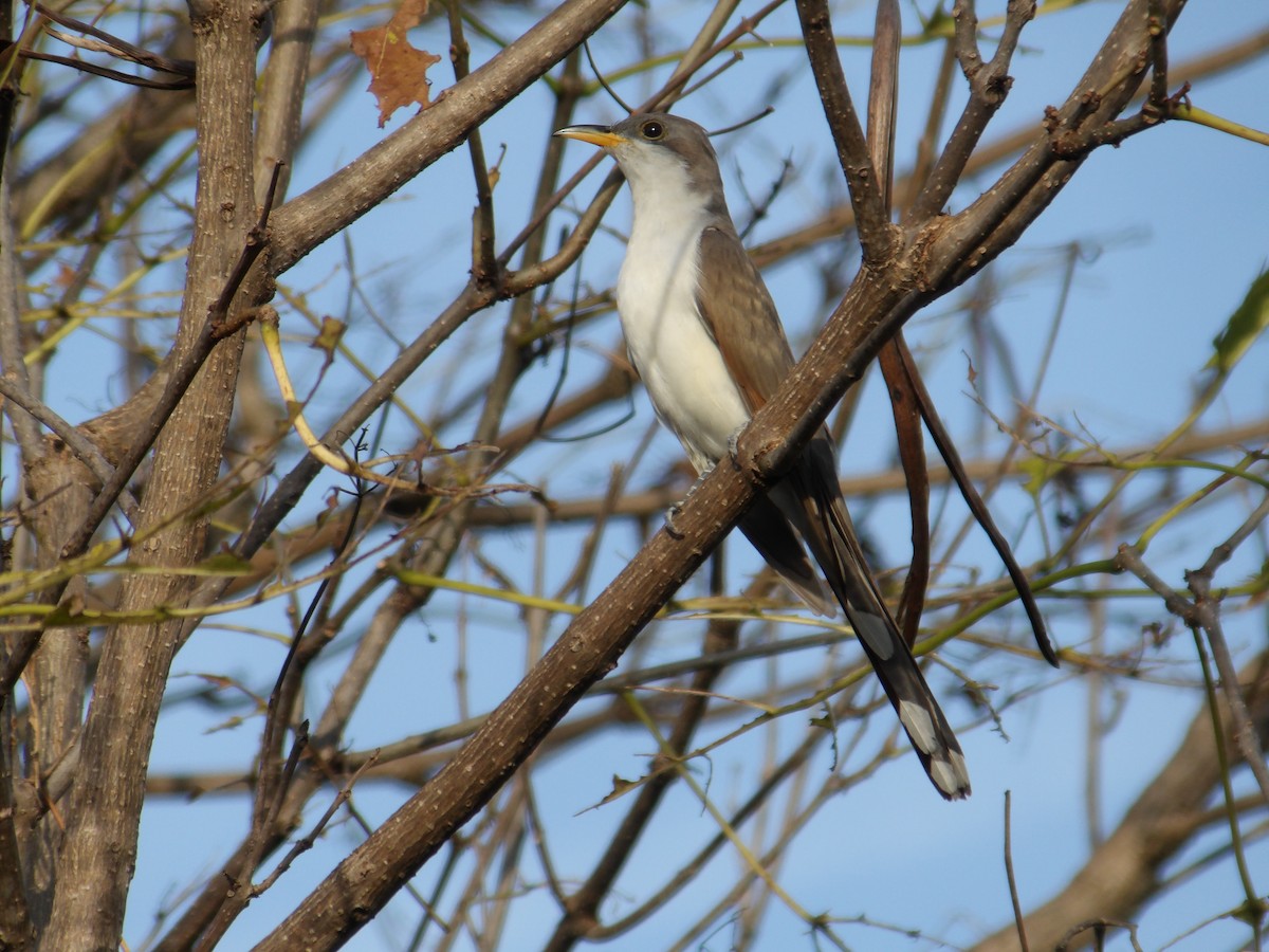 Yellow-billed Cuckoo - ML623634176