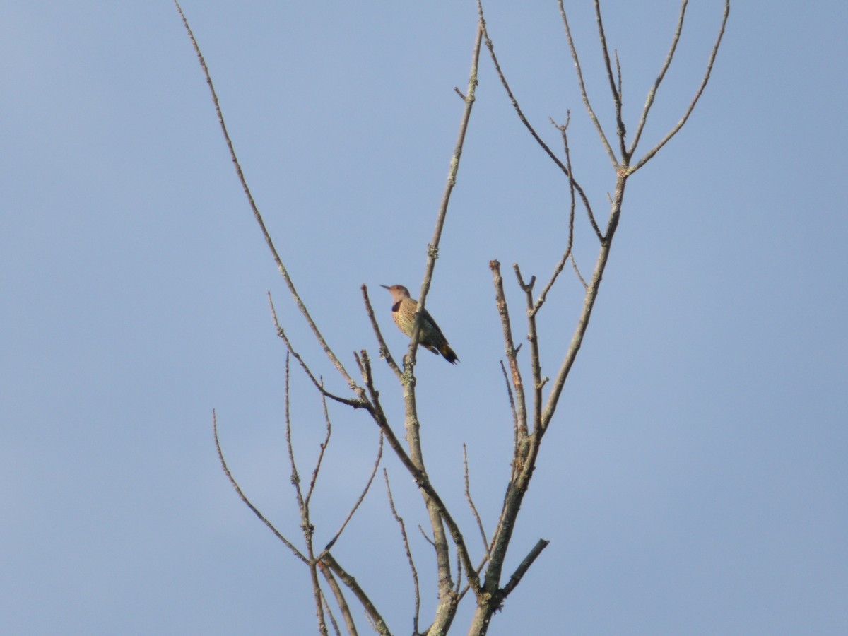 Northern Flicker (Yellow-shafted) - ML623634192