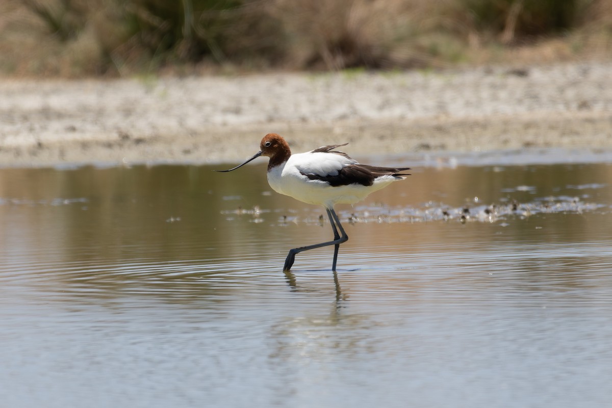 Red-necked Avocet - ML623634196