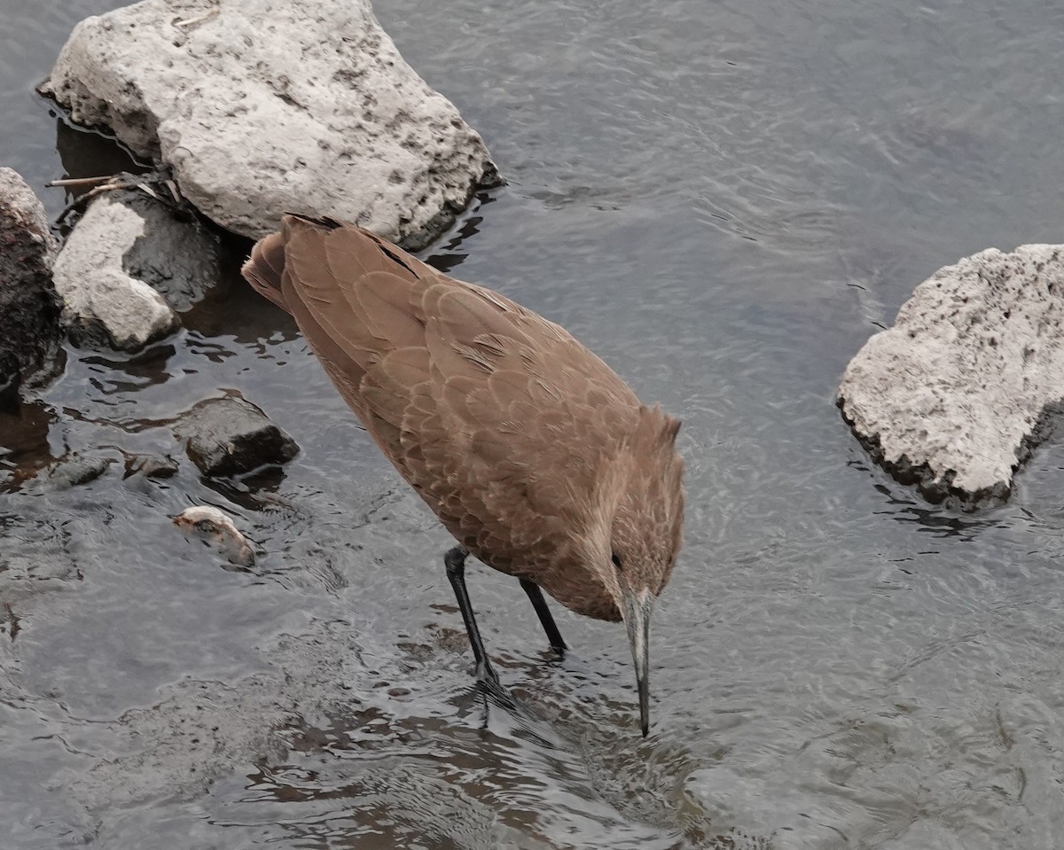 Hamerkop - ML623634200